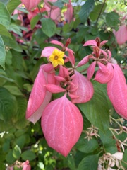 Mussaenda erythrophylla