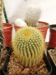 Parodia lenninghausii