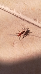 Cerambycinae