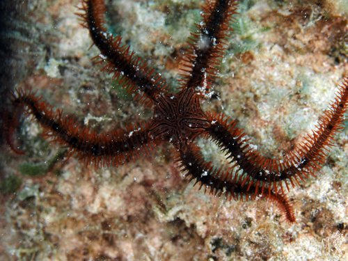 Ophiomastix wendtii observed 2024-12-09