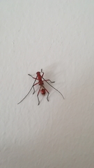 Cerambycinae