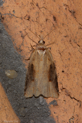 Apoctena conditana