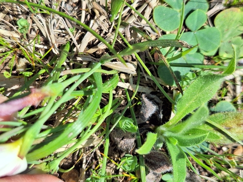 Geissorhiza imbricata
