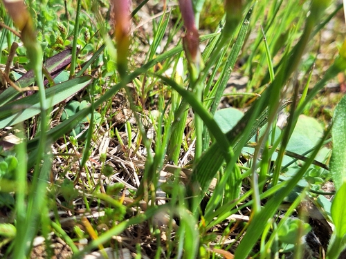 Geissorhiza imbricata
