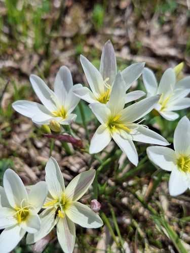 Geissorhiza imbricata
