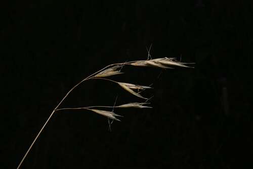 Danthonia parryi, photograph 6
