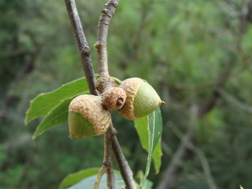 Quercus laurina