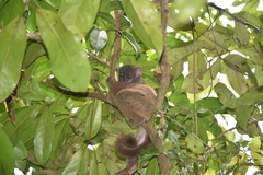 Lepilemur tymerlachsoni