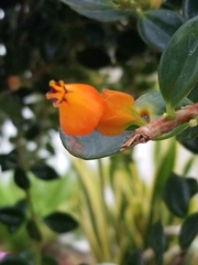 Nematanthus gregarius