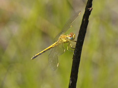 Orthetrum abbotti