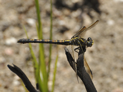 Paragomphus cognatus
