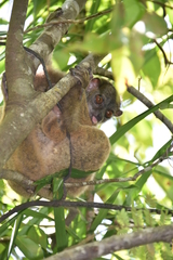 Lepilemur tymerlachsoni