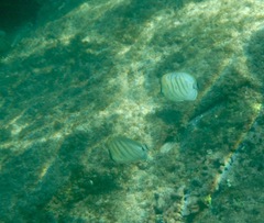 Chaetodon multicinctus