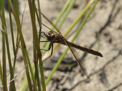 Syncordulia gracilis