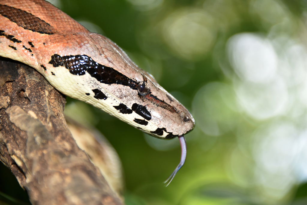 Acrantophis