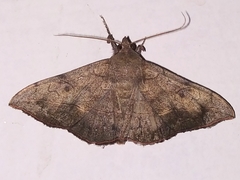 Anticarsia irrorata