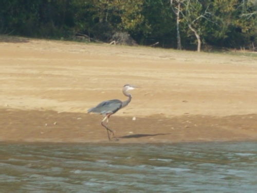 Great Blue Heron photographed in Tennessee