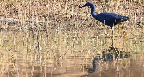 iNaturalist image