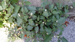 Solanum nigrum