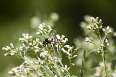 Stictia