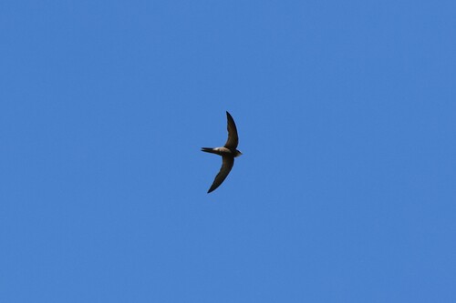 Vencejo pálido (Apus pallidus)