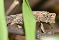 Brookesia stumpffi