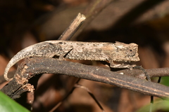 Brookesia stumpffi