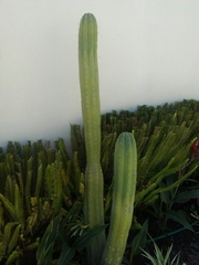 Trichocereus macrogonus