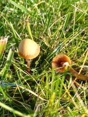 Fungi