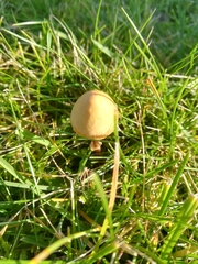Fungi
