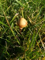 Fungi