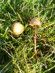 Fungi