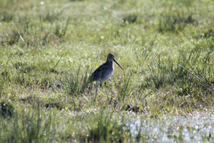 Gallinago paraguaiae