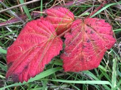Rubus ursinus macropetalus
