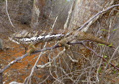 Chamaeleonidae