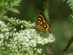 Lycaena enysii