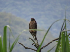 Rupornis magnirostris magniplumis