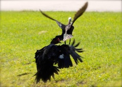 Cairina moschata domestica