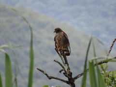 Rupornis magnirostris magniplumis
