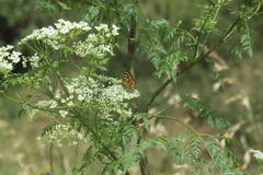 Lycaena enysii