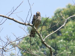 Rupornis magnirostris magniplumis