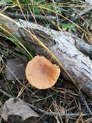 Fungi