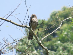 Rupornis magnirostris magniplumis