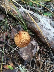 Fungi