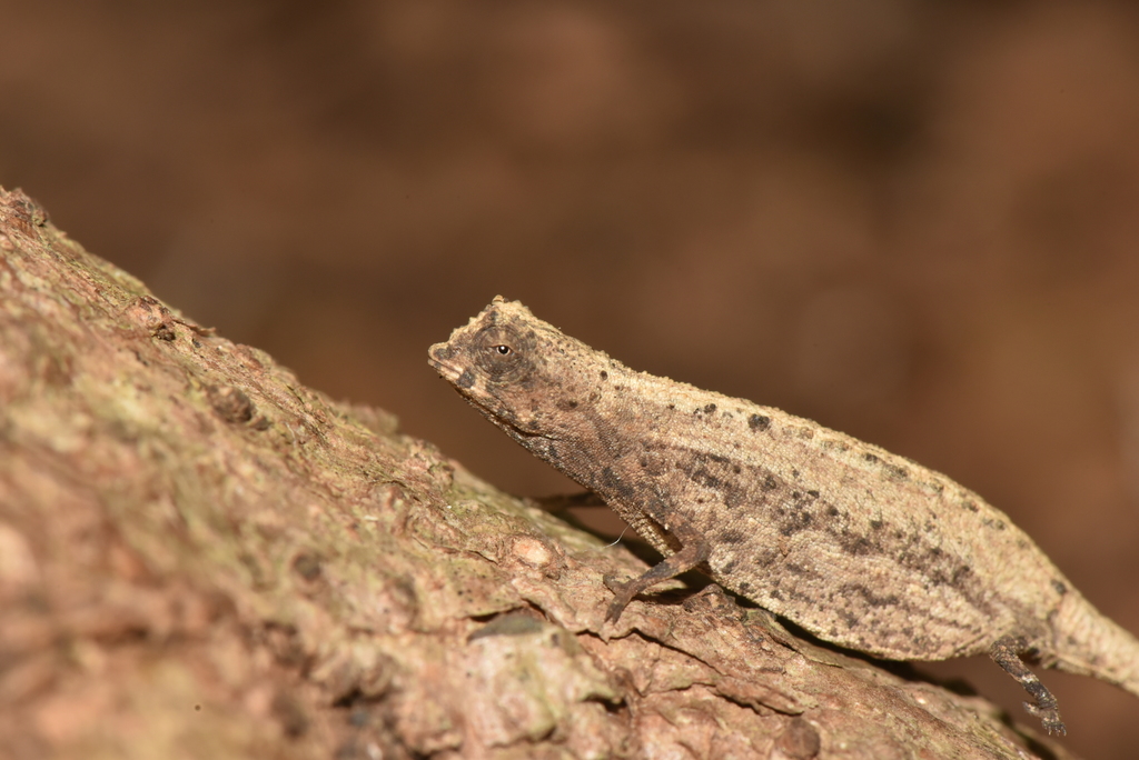 Minute Leaf Chameleon