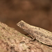 Minute Leaf Chameleon - Photo (c) CORDENOS Thierry, some rights reserved (CC BY-NC), uploaded by CORDENOS Thierry