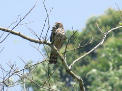 Rupornis magnirostris magniplumis