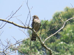 Rupornis magnirostris magniplumis