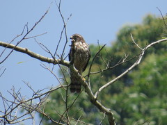 Rupornis magnirostris magniplumis