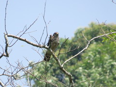 Rupornis magnirostris magniplumis